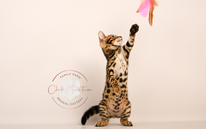 Bengal kitten for sale